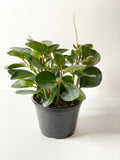 Peperomia: Obtusifolia