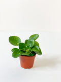 Peperomia: Pilea