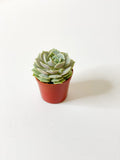 Succulent: Various sizes and varieties