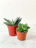 Succulent: Various sizes and varieties