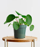 Peperomia: Pilea
