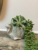 Cement Snail Planter
