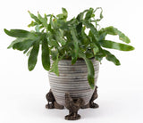 Chicken Plant Pot Feet - Set of 3