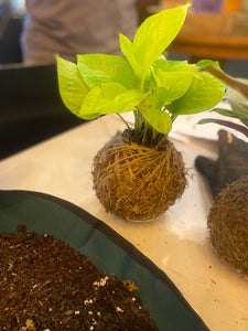 Feb 25 - Kokedama Class (Tuesday, 6-8pm)