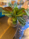 Feb 25 - Kokedama Class (Tuesday, 6-8pm)