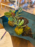 Feb 25 - Kokedama Class (Tuesday, 6-8pm)