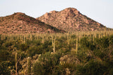 Saguaro Cactus | Seed Grow Kit