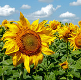 Sunflower Purple Butterfly