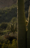 Saguaro Cactus | Seed Grow Kit