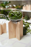 Gazer Glass Bowl Planter