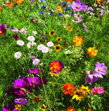 Bee Kind - Pollinator Wildflower Seeds