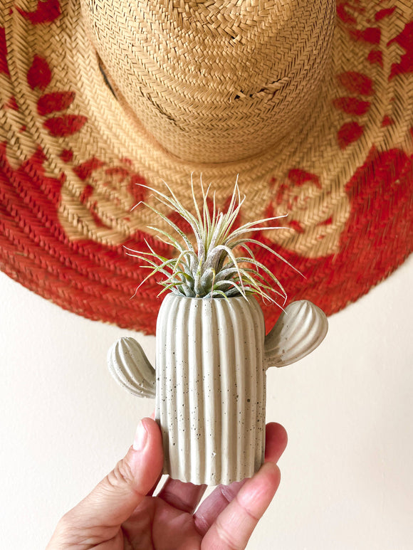Mini Cactus