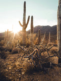 Saguaro Cactus | Seed Grow Kit