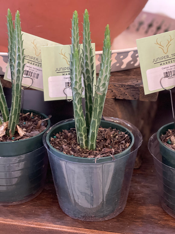 Cactus: Inchworm
