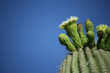 Saguaro Cactus | Seed Grow Kit