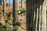 Saguaro Cactus | Seed Grow Kit