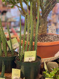Cactus: Inchworm