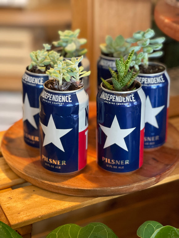 Beer Can Succulents