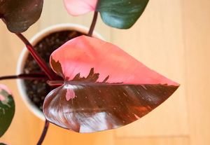 Philodendron: Pink Princess (4")