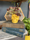 Skull Planter With Drainage