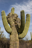 Saguaro Cactus | Seed Grow Kit