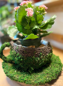 Kalanchoe Coffee Cup