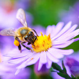 Bee Kind Help Pollinators Bee Seeds
