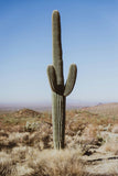 Saguaro Cactus | Seed Grow Kit