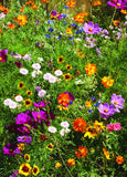 Bee Kind Help Pollinators Bee Seeds