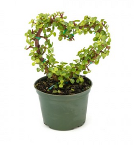 Elephant Bush
