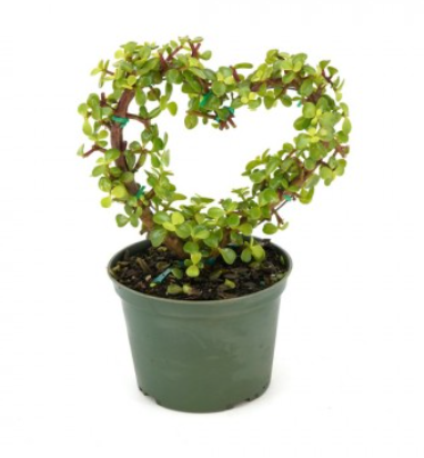 Elephant Bush