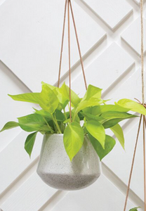 Kenzie hanging planter