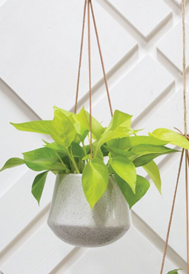 Kenzie hanging planter