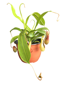 Foliage: Nepenthes Pitcher Plant