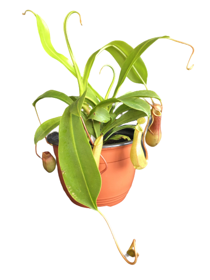 Foliage: Nepenthes Pitcher Plant