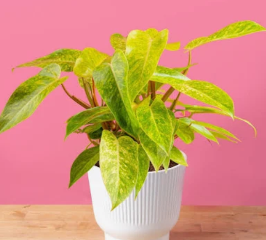 Philodendron: Painted Lady