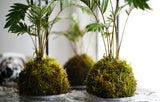 Feb 25 - Kokedama Class (Tuesday, 6-8pm)