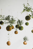 Feb 25 - Kokedama Class (Tuesday, 6-8pm)