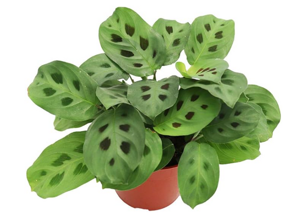 Maranta: Rabbit's Foot Prayer Plant