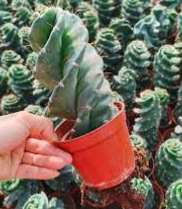 Spiral Cactus