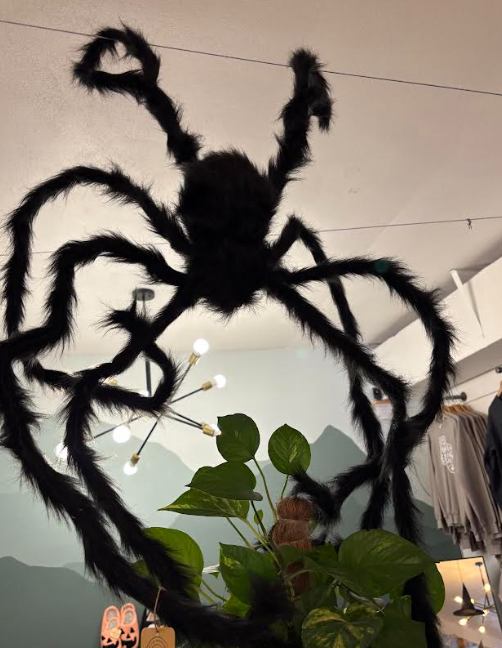 LARGE fuzzy spider