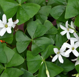 Foliage: Oxalis