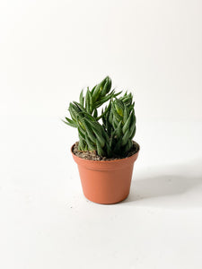 Succulent: Haworthia