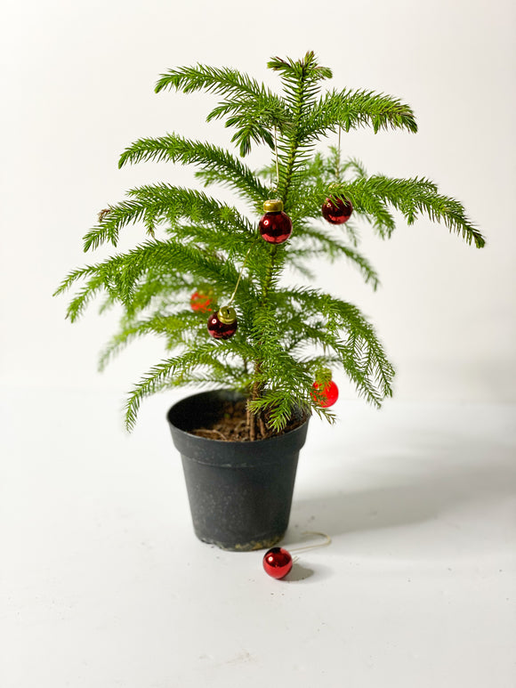 Norfolk Pine