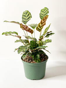 Foilage: Calathea