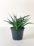 Sansevieria: African Spear