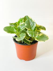 Peperomia: Obtusifolia