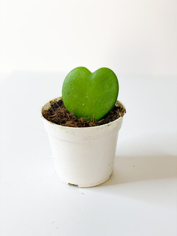 Succulent: Hoya Heart