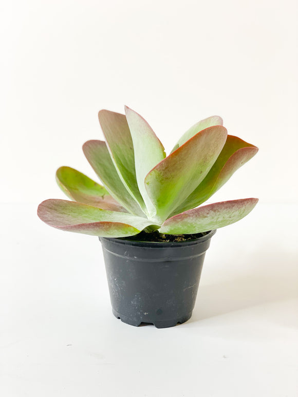 Kalanchoe