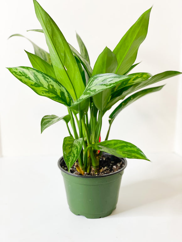 Aglaonema: Tigress